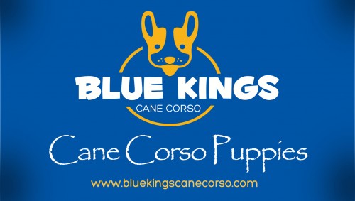 Visit To The Website http://www.bluekingscanecorso.com/breeders/ for more information on Cane Corso Breeders. Cane Corso Breeders, we know that when you buy a Cane Corso puppy you make a commitment for the next 10-12 years. For that reason, we devote much time and effort to our breeding. So you can rest assured that we did our best to produce Cane Corso puppies with great health and temperament which are true to the style of the Cane Corso. These steps can be used for a new puppy, recently adopted adult or current pet with behavior issues.Follow Us: http://canecorsobreeders.weebly.com/cane-corso-puppies-for-sale.html