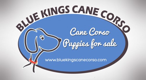 Check this link right here http://www.bluekingscanecorso.com/puppies/ for more information on Cane Corso Puppy. If you would like to visit our kennel, feel free to contact us to arrange a visit. We are always more than happy to have visitors. If you are lucky enough to become the owner of one of our home raised puppies, we offer quality customer support long after your puppy leaves our home. Purchasing Cane Corso Puppy is a huge investment of time and money. Please do your research and become familiar with the different breeders and bloodlines before you chose which breeder and puppy is the right one for you.Follow Us: http://canecorsopuppies.tumblr.com/CaneCorsoPuppiesForSale