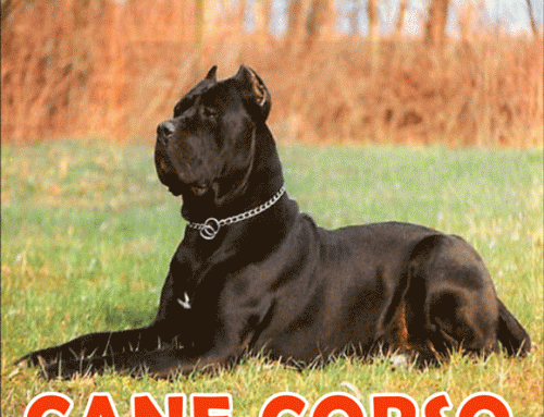 Visit this site http://www.bluekingscanecorso.com/cane-corso-puppies/ for more information on Cane Corso Puppies. A Cane Corso Puppies is a very social dog and should be a member of your family, not just another kennel dog. Our dogs are part of our family and have good and stable temperaments. We take raising our puppies very seriously and only plan a few litters a year, to give each puppy the best possible start to life with maximum human contact. It requires a lot of time and socialization from the breeder to produce a truly confident Cane Corso Puppies.Follow Us: http://cane-corso-breeders.blogspot.com/2015/02/breeders-cane-corso.html