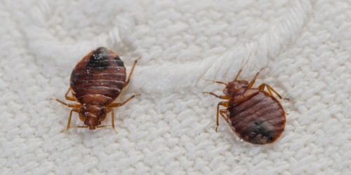 Get Rid Of Bed Bugs has had to adapt as the bedbug has become wiser and stronger. The little critters are excellent hiders, seeking refuge in just about any crack and crevice they can find, the tufts of mattresses, underneath rugs and carpets, cracks in the sofa - anywhere secluded. This is why getting rid of bed bugs is tedious work. Every conceivable place that a bed bug can hide must be inspected thoroughly, which necessarily requires folding things back and lifting things up. Browse this site http://www.bullseyek9.com/ for more information on Get Rid Of Bed Bugs.
Follow us: https://goo.gl/30vDVA
https://goo.gl/Etpm8B
https://goo.gl/JjBc8Y
https://goo.gl/osev4s
https://goo.gl/rXeVK0