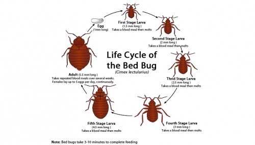 A good pest control company will use the right method to identify how many of these creatures are present in your home. Hiring Bed Bug Exterminator will ensure that the correct method is used to get rid of every last one found in your house. You'll not find it easy to use pesticides on your own, especially if there are kids at home. An exterminator will also help you prevent these creatures from roaming around your house easily. Pop over to this web-site https://is.gd/Dj0DJa/ for more information on Bed Bug Exterminator.
Follow us: https://goo.gl/wXThpp
https://goo.gl/wEVUjZ
https://goo.gl/LZic7H
https://goo.gl/AZWUHH
https://goo.gl/uJOzmI