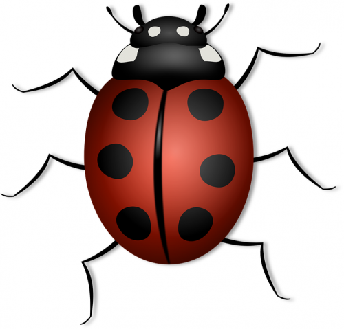 Our Website: http://bit.ly/2or4YpC
Here are some of the home remedies you can use to know How To Get Rid Of Bed Bugs Fast In Dallas that are infesting your home or apartment. Well, calling a professional pest exterminator can be costly and time consuming. You may not have the budget for it since you're still paying for the mortgage, your kids' college tuition, and your credit card debt. So what are you going to do? Pop over to this web-site  for more information on How To Get Rid Of Bed Bugs Fast In Dallas.
My Profile: http://www.imgpaste.net/user/bedbugremoval