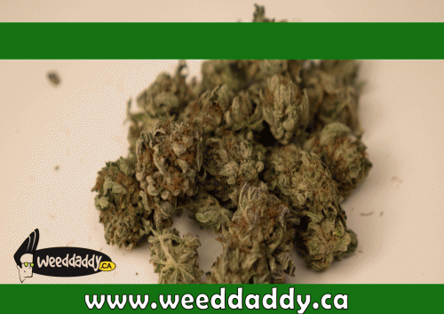 Our Website : http://weeddaddy.ca
Living in area that does not have a local dispensary, or being unable to leave the house can make illegal buying very tempting. Get Medical Marijuana Online provides any adult with legal marijuana. Visiting the local dispensary could be hard or take a lot of travelling. This is a great option for people who live in areas outside of a major areas. Using mail order marijuana you just order the products, and wait them arrive.
My Profile : http://www.imgpaste.net/user/weeddelivery
More Links : http://www.imgpaste.net/image/DdOMq
http://www.imgpaste.net/image/Dd9Os
http://www.imgpuppy.com/image/qazDt