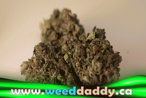 Our Website : http://weeddaddy.ca
Marijuana taste can be enhanced with flavors like lemon, mangoes, and other fruits to make sure that even when you use it, no marijuana smell is going to remain in your mouth. Choose the best weed shop so that you can buy weed online under the advice of experts. People are advised to Order Weed Delivery Online only when treating certain medical condition not to abuse the herb. Always start with small amounts and maintain at that small amount to avoid becoming an excessive user of cannabis.
My Profile : http://www.imgpaste.net/user/weeddelivery
More Links : http://www.imgpaste.net/image/DdOMq
http://www.imgpaste.net/image/DdUam
http://www.imgpuppy.com/image/qazDt