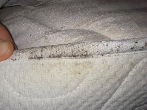 Treat the pest realated problem with bed bug exterminator Dallas Texas At http://www.bullseyek9.com/bed-bug-exterminator-dallas/

Find US: https://goo.gl/maps/Rzd1qUtERkL2

Deals in .....

Bed Bug Exterminator Dallas Cost
Bed Bug Exterminator Dallas Texas
bed Bug Heat Treatment Cost
bed Bug Heat Treatment near me
Bed Bug removal And Control Services Dallas
Bed Bug Control Dallas
Bed Bug Control Services In Dallas Texas

If you witness pests inside your building it indicates that there are entry points in your building from where they are entering your property. Buildings have numerous small gaps and cracks in walls, floors, door frames and windows which are not visible to naked eyes. These entry points must be identified and then sealed to cut-off the outside environment from the interior of your building. This can be a tough task for homeowners and they may be unable to do it properly. Bed bug exterminator Dallas Texas professionals having the required knowledge and experience can do the job as per requirement.

Contact Us To Schedule An Appointment
Ph: 469-200-0637
Mail: john@bullseyek9.com
Frisco, TX, USA

Social---

http://en.gravatar.com/bestbedbugremoval
https://followus.com/bedbugexterminator
https://www.dailymotion.com/ricardotaylor1425
http://www.facecool.com/profile/killbedbugs
