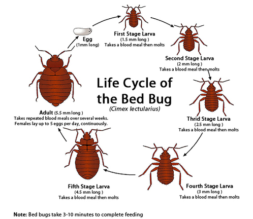 Bed bug exterminators near me with an experienced pest control professionals At http://www.bullseyek9.com/bed-bug-exterminator-dallas/

Find US: https://goo.gl/maps/Rzd1qUtERkL2

Deals in .....

Bed Bug Exterminator Dallas Cost
Bed Bug Exterminator Dallas Texas
bed Bug Heat Treatment Cost
bed Bug Heat Treatment near me
Bed Bug removal And Control Services Dallas
Bed Bug Control Dallas
Bed Bug Control Services In Dallas Texas

These little animals delight in human blood and also they're fairly persistent actually. They spread out conveniently from one person to another with call. You'll obtain bitten rather severely if you need to exist or take a seat near where they're built up. Bed bug exterminators near me will at some point become your top priority when you identify that these pets have plagued your house. The predicament is that a number of people have actually leapt into the bandwagon; simply by using a bed mattress bug pest control man that's trustworthy are you mosting likely to remain in a setting to discover the end results that you would certainly such as.

Contact Us To Schedule An Appointment
Ph: 469-200-0637
Mail: john@bullseyek9.com
Frisco, TX, USA

Social---

https://www.youtube.com/channel/UC9X-tv139TEjTuWfIrevYeg
https://www.pinterest.co.uk/ricardotaylor1425/
https://bedbuginspection.tumblr.com/
https://plus.google.com/101417159770663203427