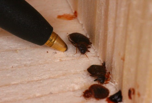 Affordable bed bug heat treatment cost to get rid of bed bugs At http://www.bullseyek9.com/bed-bug-service-dallas/

Find US: https://goo.gl/maps/Rzd1qUtERkL2

Deals in .....

Bed Bug Exterminator Dallas Cost
Bed Bug Exterminator Dallas Texas
bed Bug Heat Treatment Cost
bed Bug Heat Treatment near me
Bed Bug removal And Control Services Dallas
Bed Bug Control Dallas
Bed Bug Control Services In Dallas Texas

There are some pests which can be dealt with by spraying chemicals but some may require professional help. Homeowners can deal with bed bugs by themselves by using chemical sprays, applying home remedies or by over the counter products. However, these methods may just give temporary relief whereas professionals can offer permanent solution. If you detect termite in your property it is advisable to go for termite treatment that is offered by bed bug heat treatment cost. 

Contact Us To Schedule An Appointment
Ph: 469-200-0637
Mail: john@bullseyek9.com
Frisco, TX, USA

Social---

https://twitter.com/bullseyek9detec
https://www.facebook.com/Bulls-Eye-K9-Detection-1939638712938556/
https://plus.google.com/u/0/112217663553858201894
https://twitter.com/Bedbugsremoval
https://www.instagram.com/bedbugdetector/