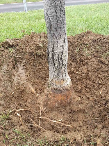 Mountview Tree Experts

1281 East Magnolia Street D-272 Fort Collins Colorado 80524 United States of America
(970) 218-2661
https://mountviewtree.com

We are a small, locally-owned tree service in Colorado. Our service area includes Fort Collins, Loveland, Windsor, and Berthoud. Our services include tree removal, tree trimming, stump grinding & tree planting.