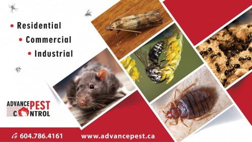 Advance Pest Control provides the best services for pest control in Langley and Aldergorve. Get in touch to get the services! Call Now at 604-786-4161.

Advance Pest Control is proud to offer its services at affordable and competitive rates with all inclusive pest control remedial measures and follow ups.Our mission statement is simple yet striking; providing exceptional and cost effective pest control management services through highly qualified and expert personnel. We are greatly committed to provide you with the quality living at your place as per your demand and comfort. With full dedication, we ensure to bring the maximum benefits for our valuable clients with jam-packed focus on pest control management and related technology consulting expertise.

#PestControlLangley #PestControl #Langley

Web:- https://g.page/Advance_Pest_Control_Langley