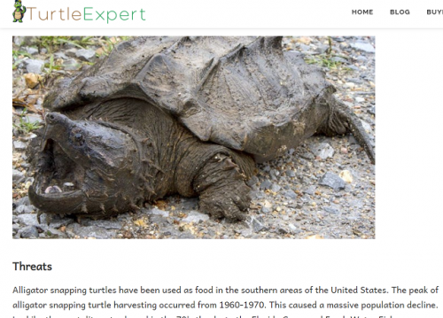 Approaching promoting focuses on creating top quality web content ALLIGATOR SNAPPING TURTLE that potential customers expect to audit or include with, regularly pulling in them toward your firm and furthermore things. In the promoting and advertising globe, exactly the same technique can be utilized. 
#ALLIGATORSNAPPINGTURTLE

Web: http://www.turtleexpert.com/everything-you-need-to-know-about-alligator-snapping-turtle/
