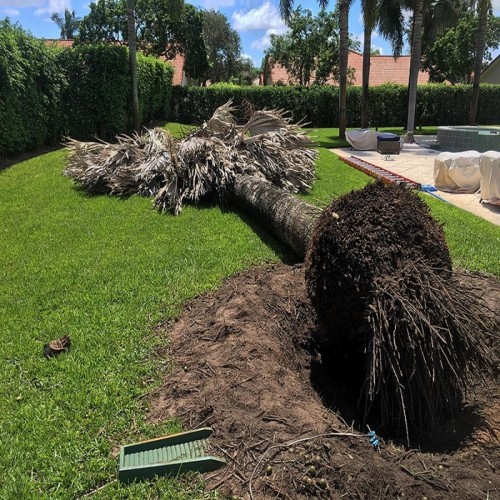 Tree Tech NZ knows that we specialize in tree removal and provide great tree services Hamilton at an unbeatable price. You can review our testimonials. It will speak to the quality of our tree removal work and our integrity. With regard to price we are so convinced that we can offer you the best price on your tree removal job that if we fail to give you the lowest price we will take off your lowest quote and still provide you with top quality service on your tree removal job! We love our job but we always want to remove trees for the right reasons. Below is a list of the most common reasons. This is also the most justifiable reason to for tree removal. The tree is dead or near death and needs to be removed before it becomes a hazard to people and structures around it still suffered a minor concussion, sore back and busted lip with a hard hat on. 

For More Info:-https://treetechnz.co.nz/,https://www.onfeetnation.com/profiles/blogs/offering-tree-services-hamilton