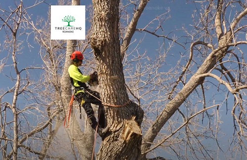 TreeCareHQ Roanoke

4727 Valley View Blvd NW #1006 Roanoke VA 24012 USA
(540) 306-4188
local@treecarehq.com
https://roanoketreeservice.business.site/

TreeCareHQ Roanoke provides free quotes from local tree service pros in Roanoke and Roanoke County, VA including tree removal, tree trimming, stump grinding, land clearing, storm cleanup, and emergency tree service.