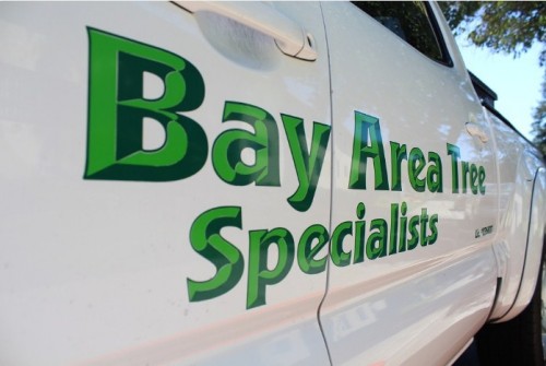 Bay Area Tree Specialists
490 S. California Ave
Palo Alto, CA, 94036
(650) 353-5671

http://bayareatreespecialists.com/tree-care-palo-alto/