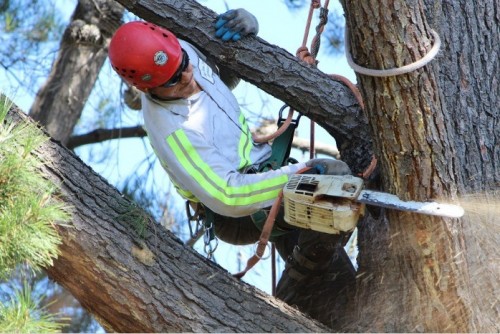 Bay Area Tree Specialists
490 S. California Ave
Palo Alto, CA, 94036
(650) 353-5671

http://bayareatreespecialists.com/tree-trimming-palo-alto/