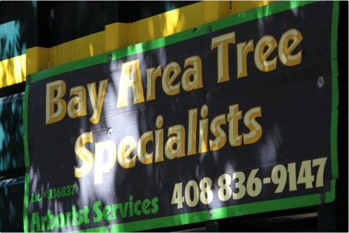 Bay Area Tree Specialists
541 W Capitol Expy #287
San Jose CA 95136
(408) 836-9147

http://bayareatreespecialists.com/tree-removal-san-jose/