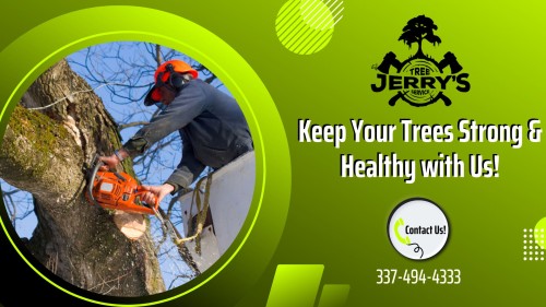 Looking to trim your trees? Proper tree trimming is an essential element of tree care. Our Arborists are experienced in identifying the pruning needs of any tree. For more details, call  Jerry's Tree Service @ 337-494-4333! Our trained arborists are here to assist with both commercial and residential projects.