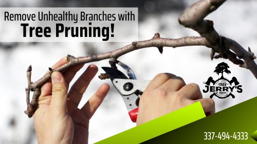 From tree removal to pruning, our team will work until our customer is happy. We help sustain a tree’s health and retain its natural appearance. Keeping your trees healthy is as easy as a leaf-blowing breeze once you schedule a visit from Jerry's Tree Service today @ 337-494-4333.