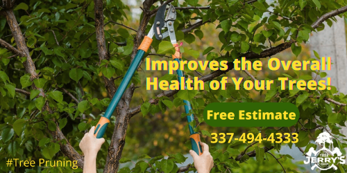 Struggling with an amateur tree service? Hire an experienced and licensed tree pruning firm to overcome all those pitfalls without hurting you.  Jerry's Tree Service, we are the best-in-class and seasoned professionals who know every nook and cranny about trimming, pruning, and even eliminating a dead tree. Check it out!