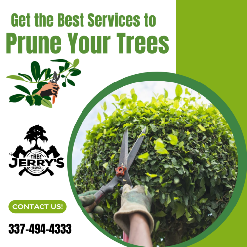 Need to prune your trees? Jerry's Tree Service is a professional tree service with expert staff. Pruning branches helps to prevent the overgrowth of tree limbs, it also improves overall health by encouraging new growth. Proper service results in stronger, healthier trees that are less prone to climate damage and disease. Contact us today to get more information!