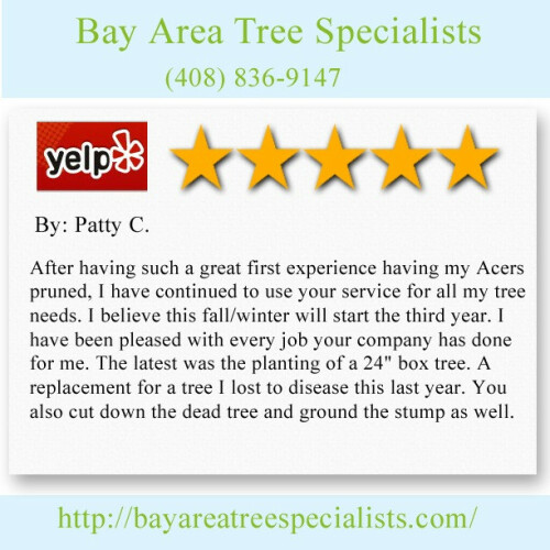 Bay Area Tree Specialists
541 W Capitol Expy #287,
San Jose CA 95136
(408) 836-9147

http://bayareatreespecialists.com/arborist-san-jose/