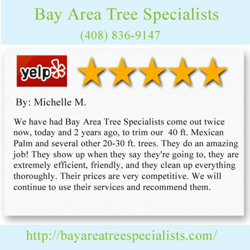 Bay Area Tree Specialists
541 W Capitol Expy #287,
San Jose CA 95136
(408) 836-9147

http://bayareatreespecialists.com/arborist-san-jose/