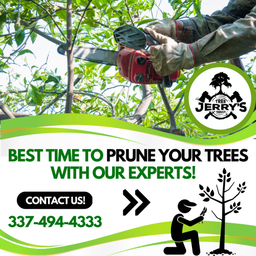 Want to save your trees? Our professional tree pruning service prunes branches and limbs properly to reduce the chance of disease and pest infestations. We trim specific branches that encourage healthy tree growth in a desirable direction. These techniques are performed by a licensed arborist with specific knowledge and training. Seasonal pruning promotes healthy growth and longevity. Get in touch with Jerry’s Tree Service!