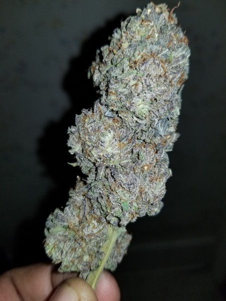 Visit us - https://josh420buds.com/product/amnesia-haze/

Visit josh420buds.com to buy Amnesia Haze Strain. Amnesia haze automatic weed strain available for sale at your doorstep with free & fast delivery service online. Hurry up and buy it now.
