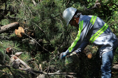 Bay Area Tree Specialists
541 W Capitol Expy #287
San Jose CA 95136
(408) 836-9147