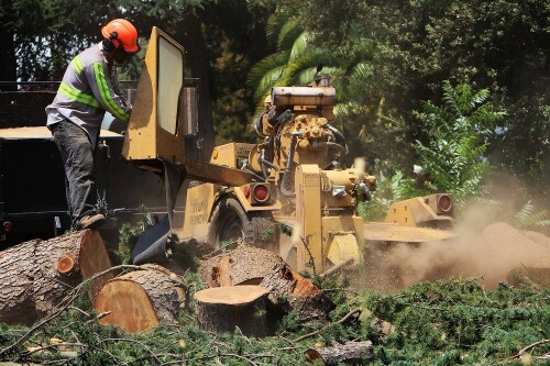 Bay Area Tree Specialists
490 S. California Ave
Palo Alto, CA, 94036
(650) 353-5671